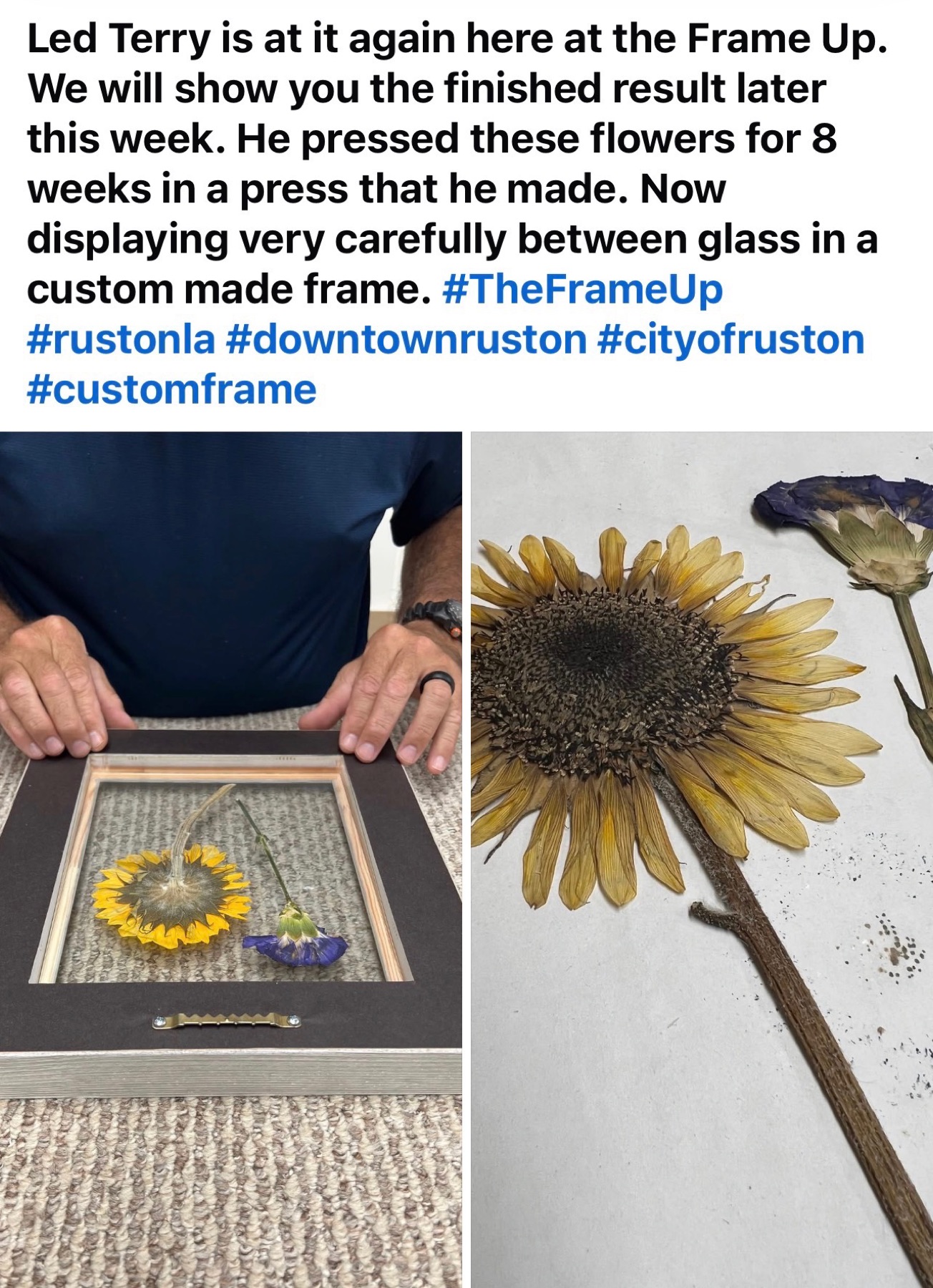 Pressed sunflower and pressed flower keepsake custom-framed between glass with black shadow mat by The Frame Up in Ruston, Louisiana
